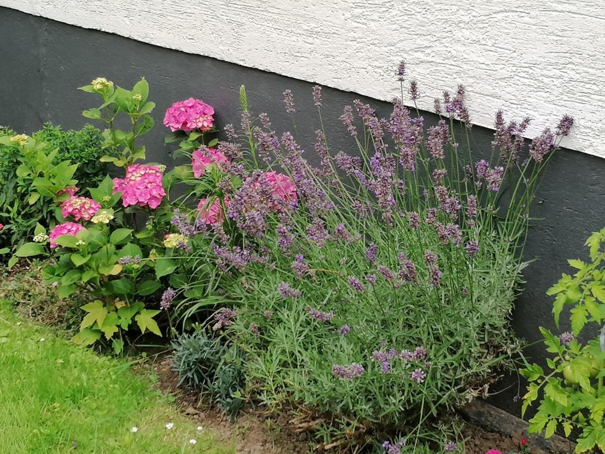 Ferienwohnung Einbeck Fewo B Nolte Exterior foto